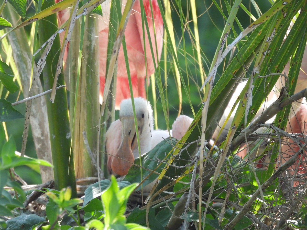 Roseate Spoonbill - Kathy Rigling