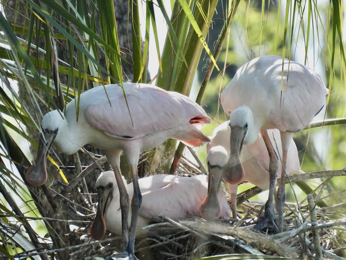 Roseate Spoonbill - Kathy Rigling