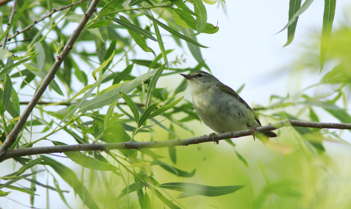 Tennessee Warbler - Scotty Lofland