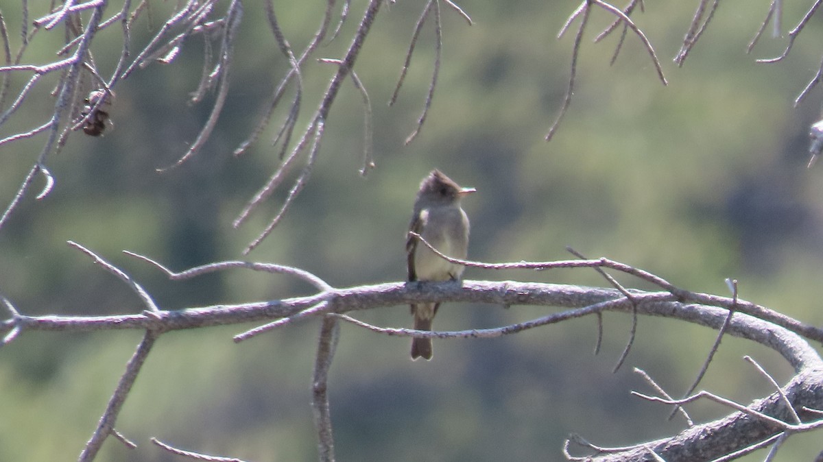 Western Wood-Pewee - Anne (Webster) Leight