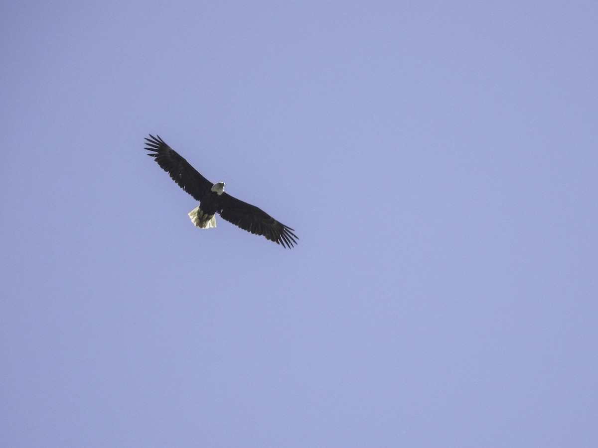 Bald Eagle - Cynthia Howland-Hodson