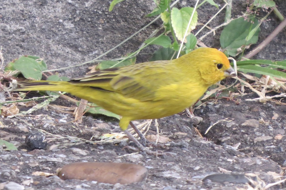 Saffron Finch - Berenice Alves