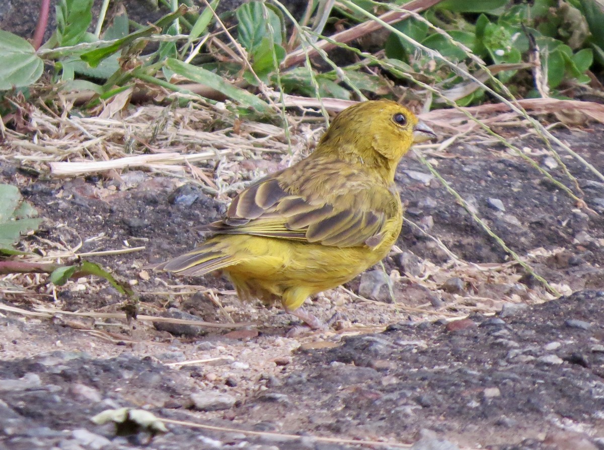 Saffron Finch - Berenice Alves