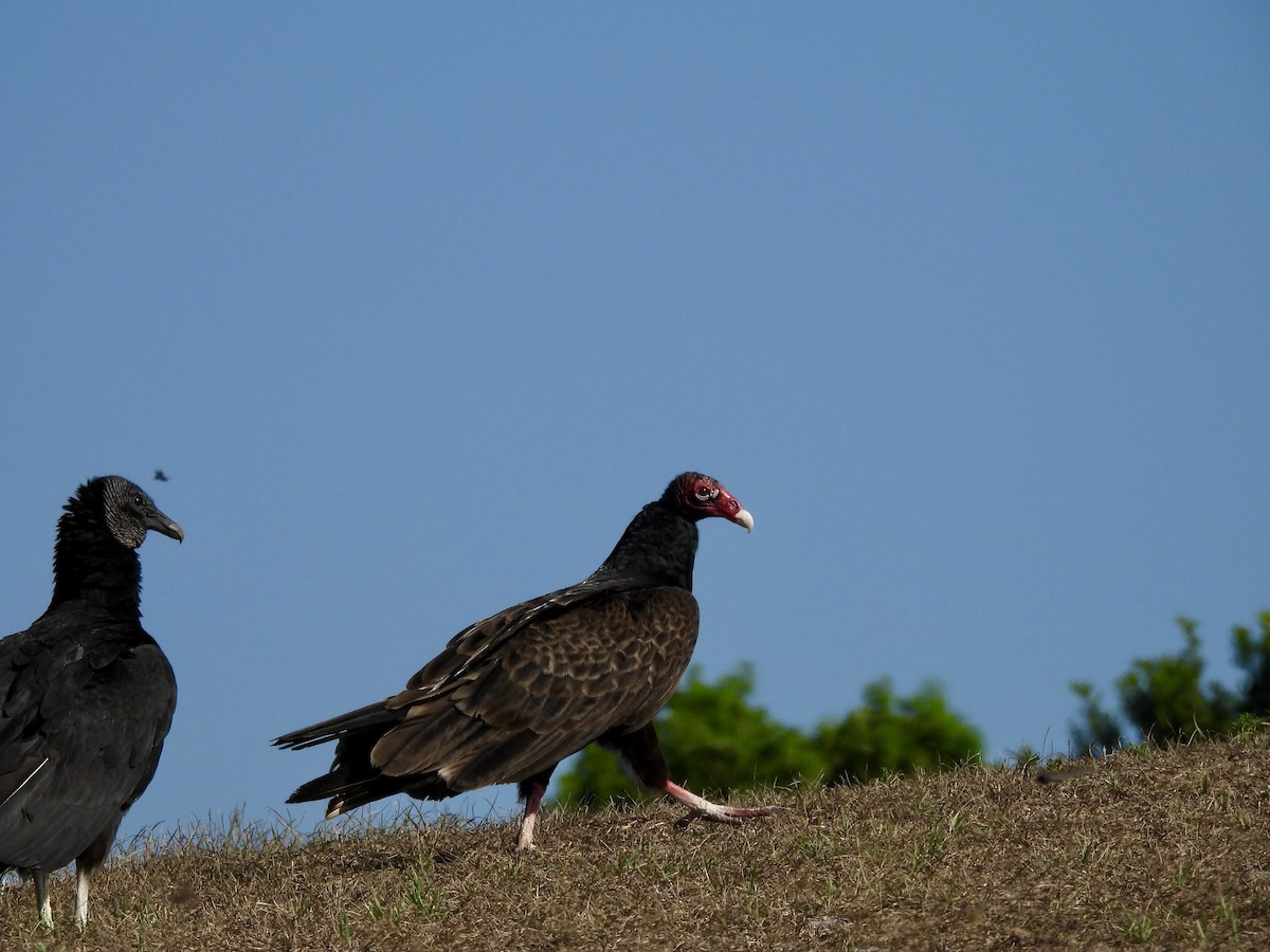 Turkey Vulture - Kathy Rigling