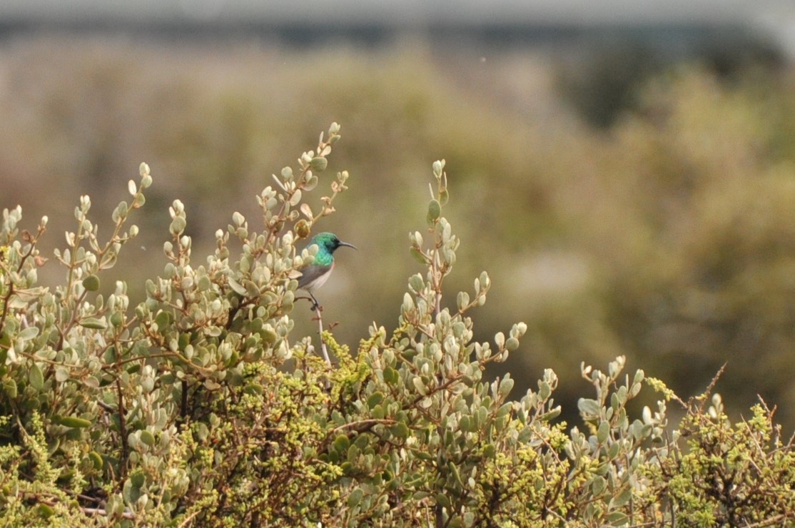 Southern Double-collared Sunbird - 🦜 Daniel Correia 🦜