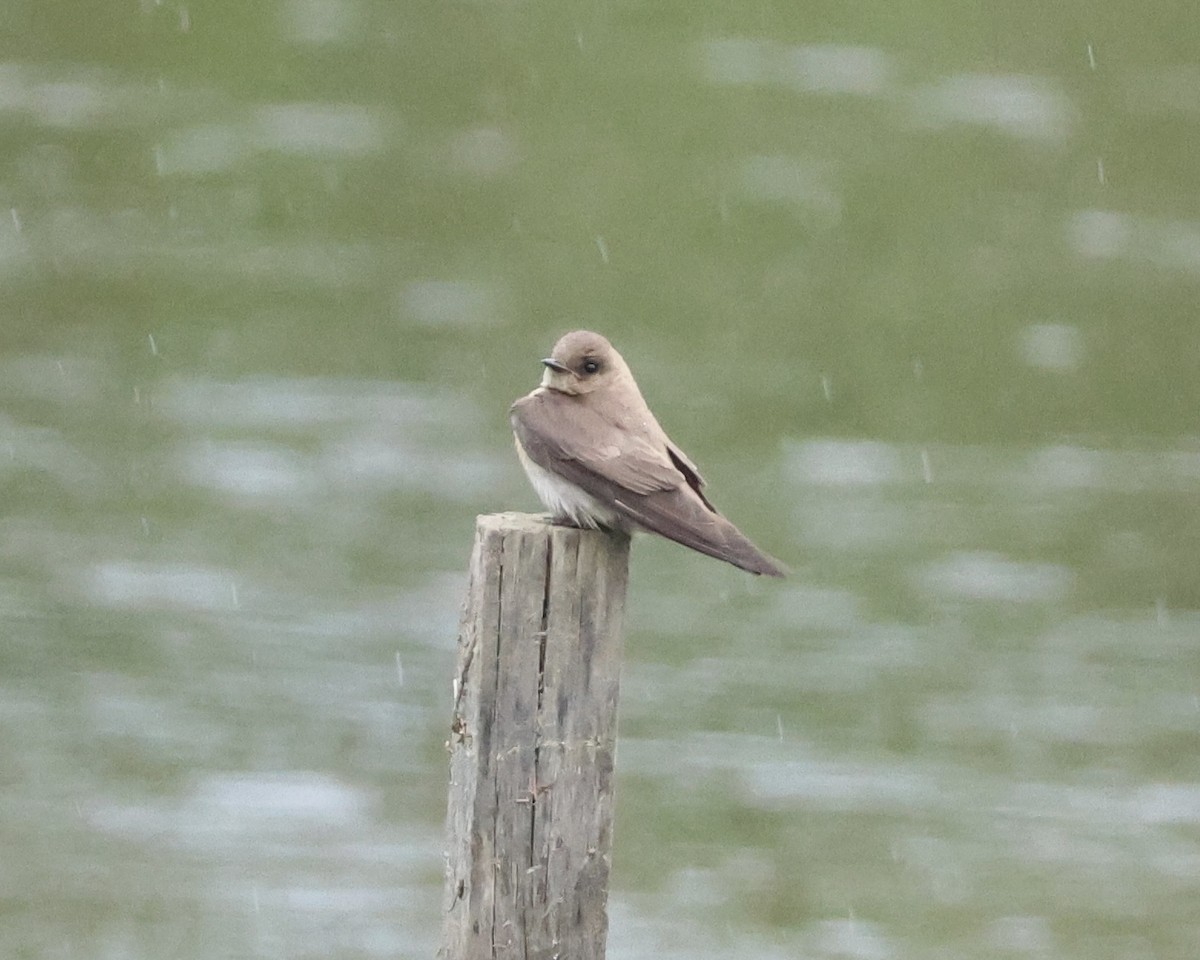 Northern Rough-winged Swallow - Frank Klotz