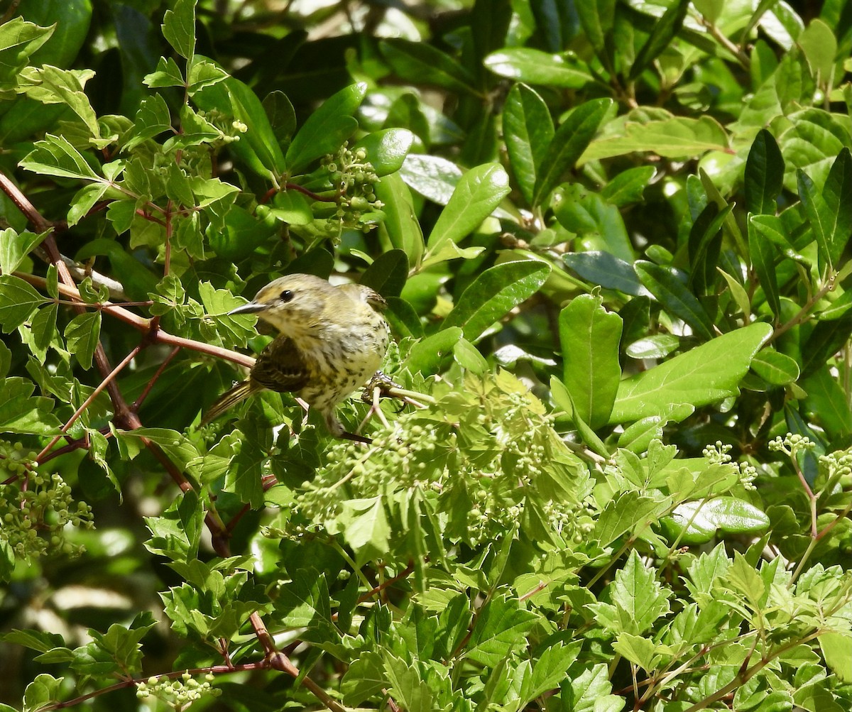 Cape May Warbler - Kathy Rigling