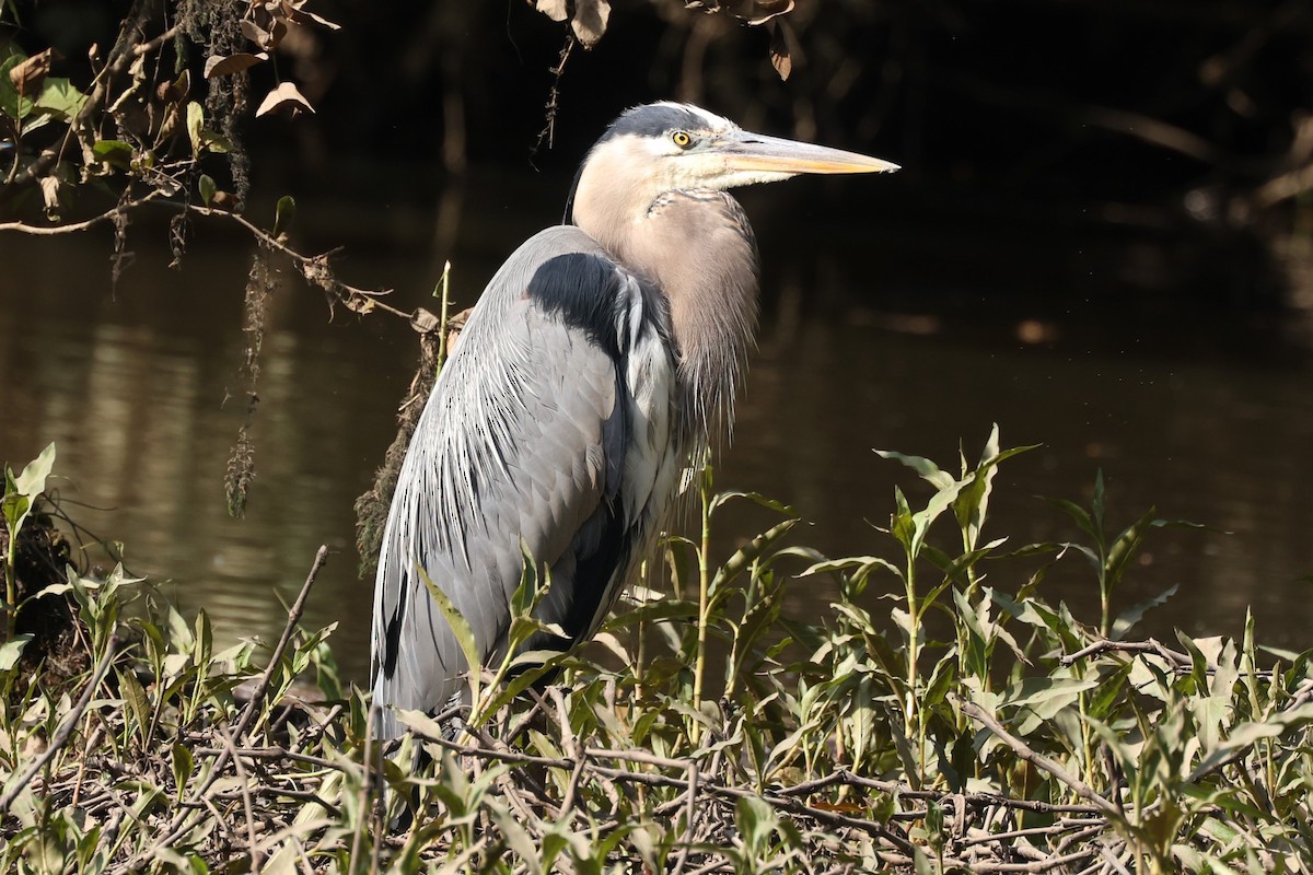 Great Blue Heron - Duane Yarbrough