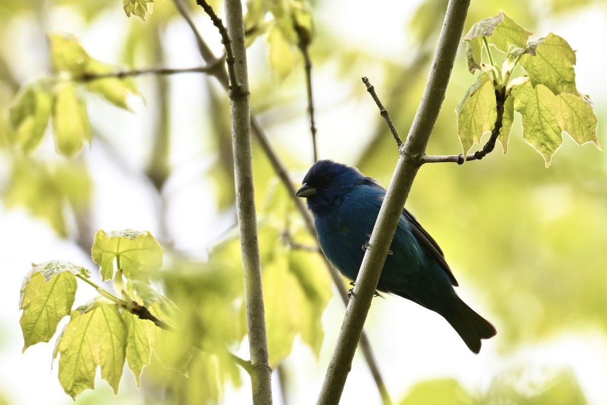 Indigo Bunting - Michele Carnerie