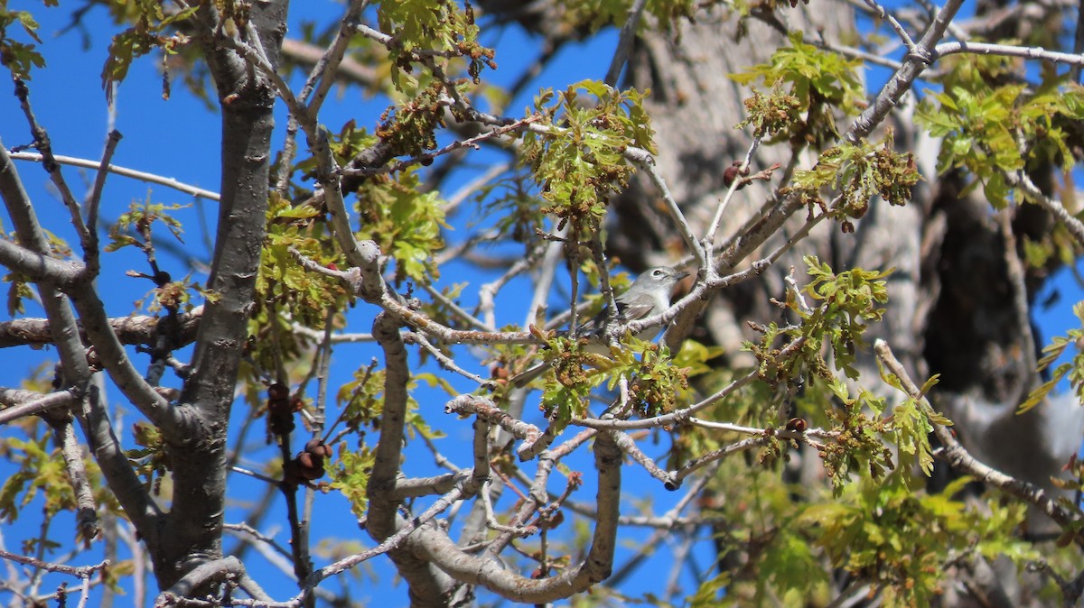 Plumbeous Vireo - Anne (Webster) Leight