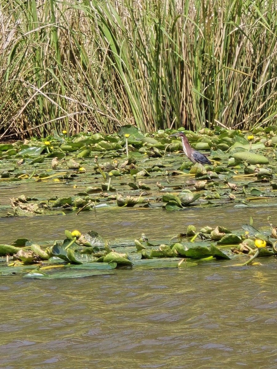 Green Heron - Snail Flower