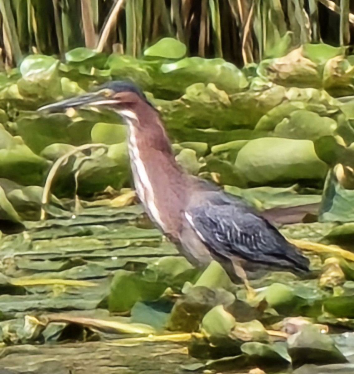 Green Heron - Snail Flower