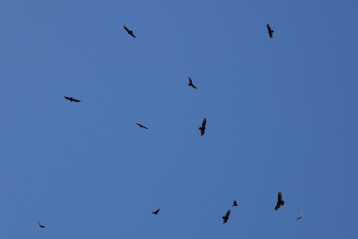 Turkey Vulture - Steve Hampton