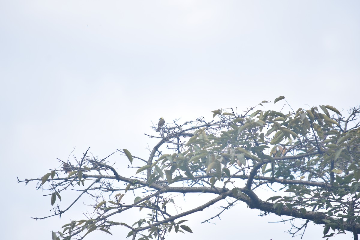 Lemon-browed Flycatcher - ML618845861