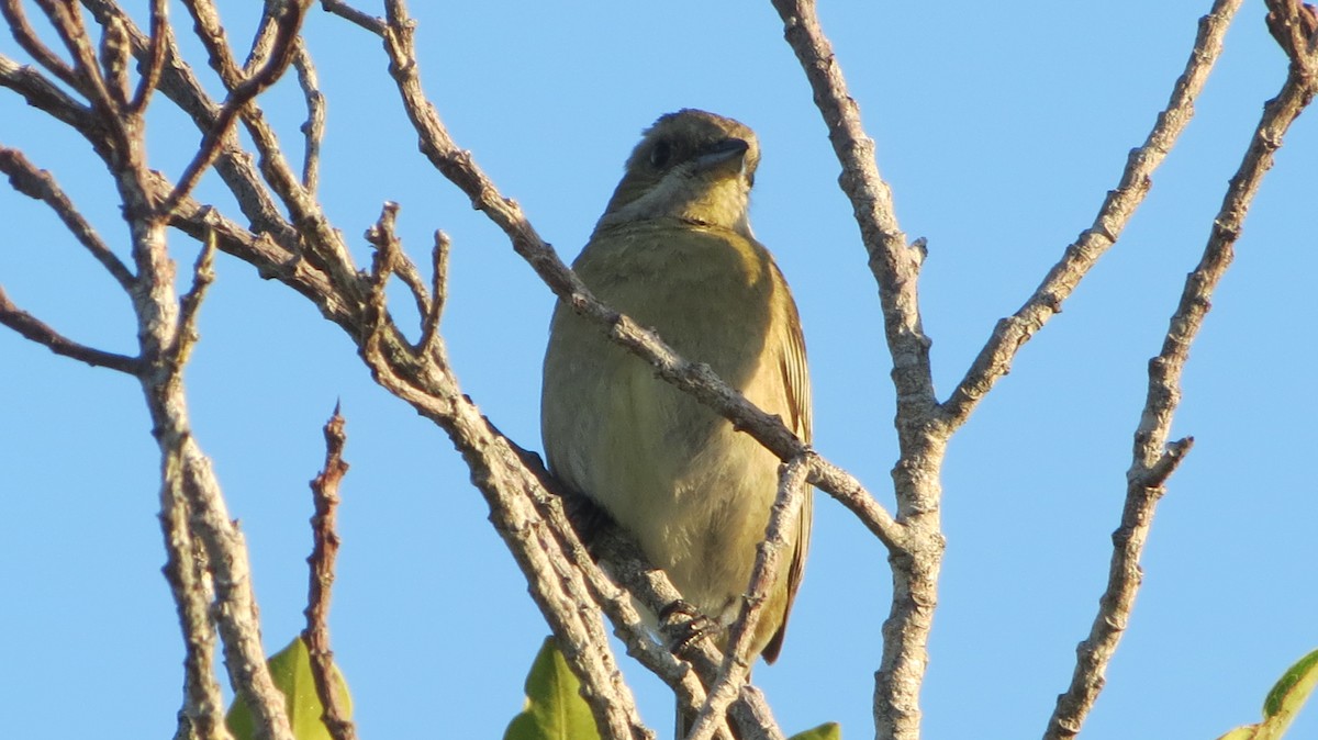 Western Spindalis - Delvis Toledo