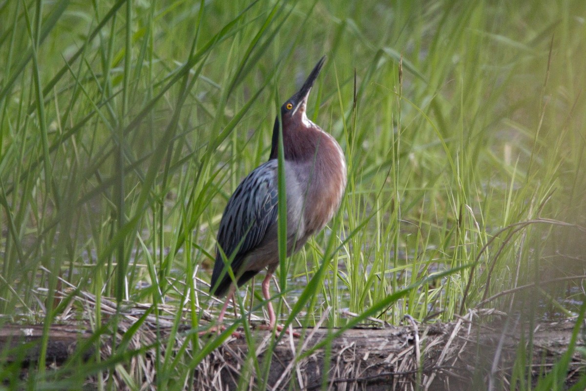 Green Heron - Catherine Holland