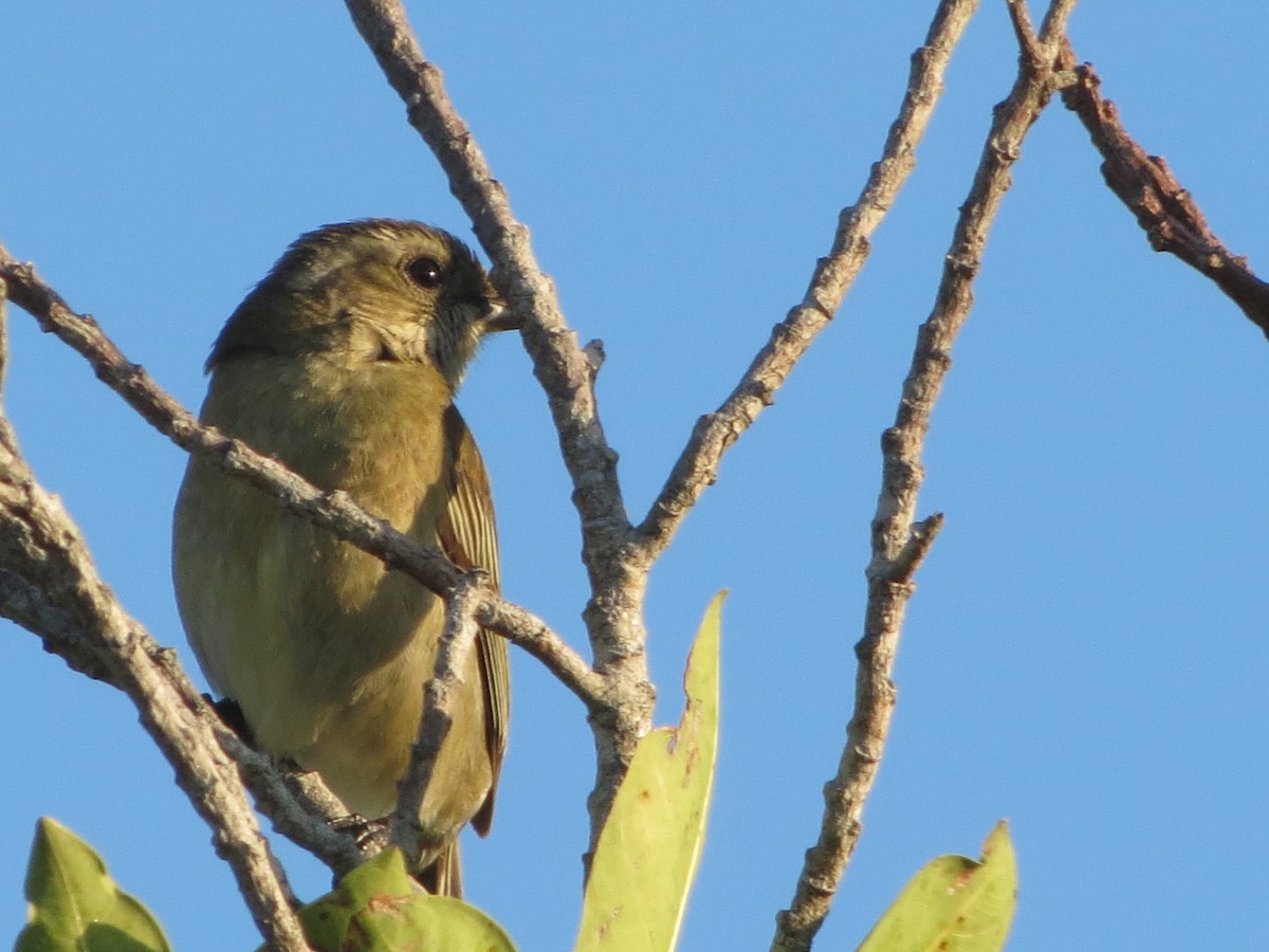 Western Spindalis - Delvis Toledo