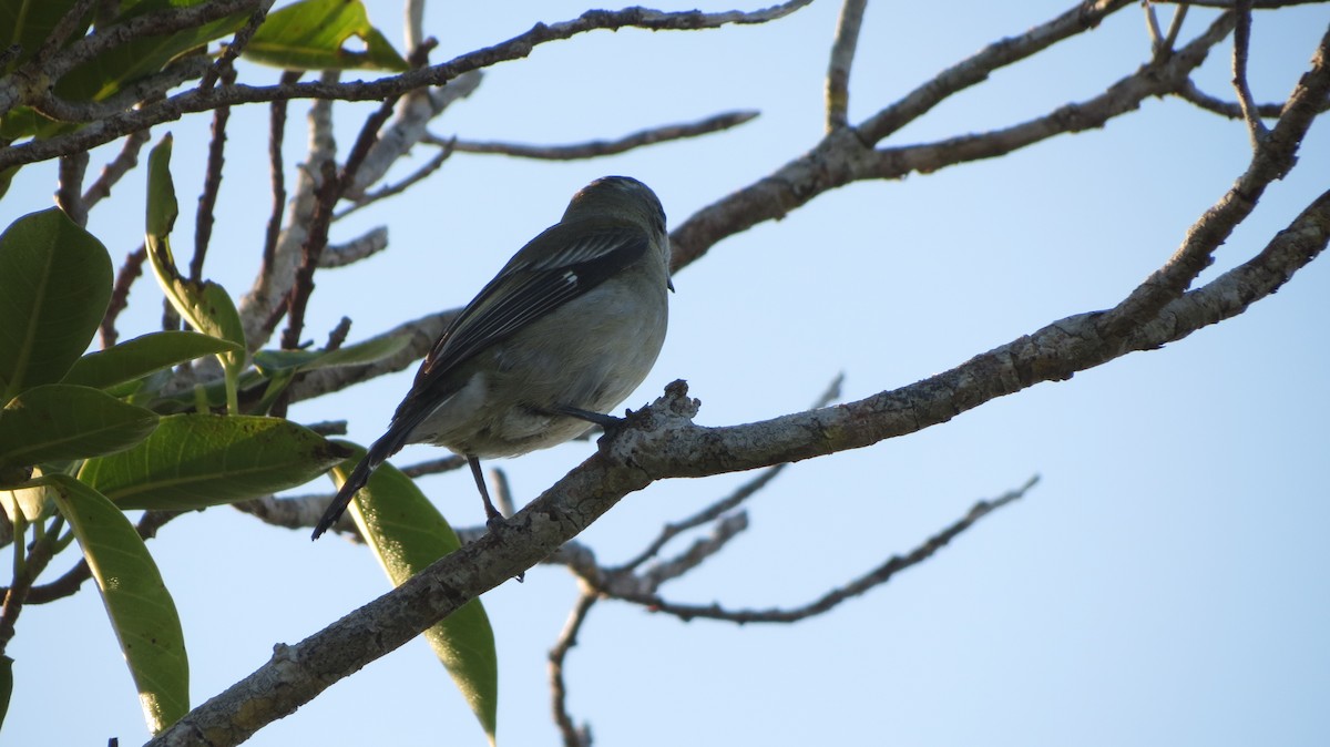 Western Spindalis - Delvis Toledo