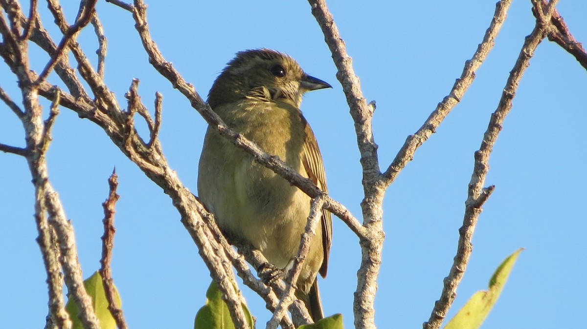 Western Spindalis - Delvis Toledo