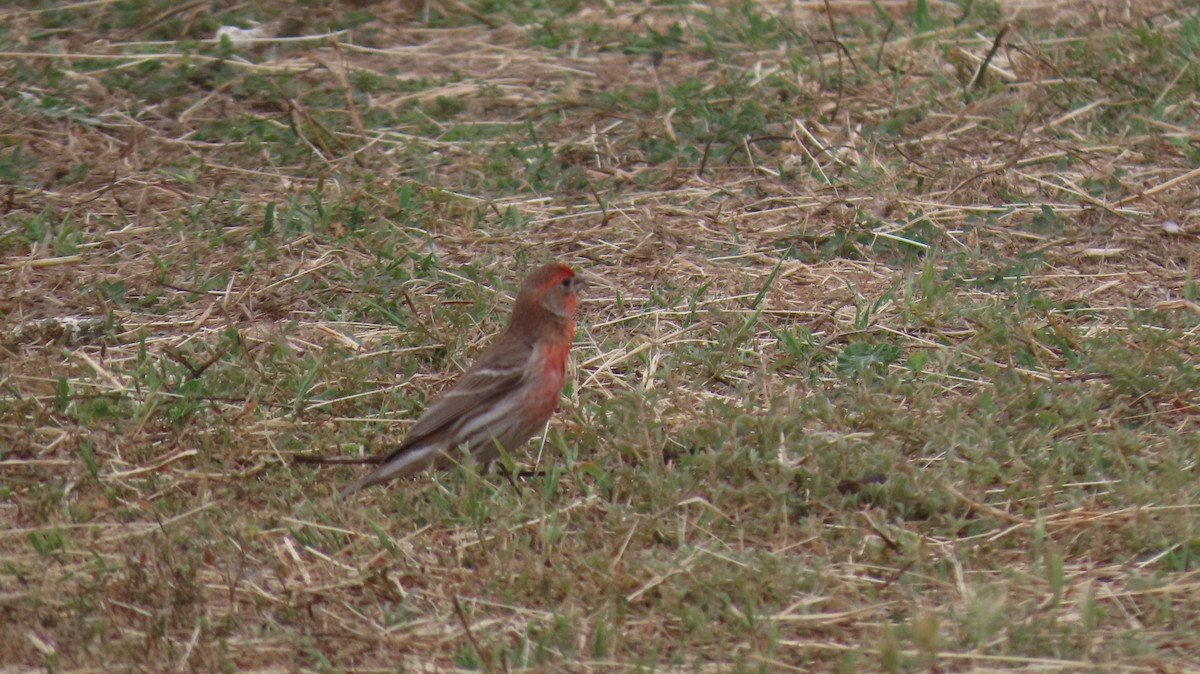 House Finch - Brian Nothhelfer