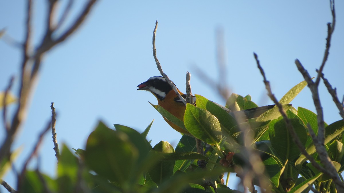 Western Spindalis - Delvis Toledo