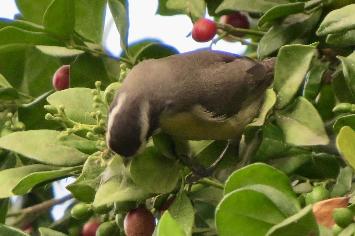 Bananaquit - Berenice Alves