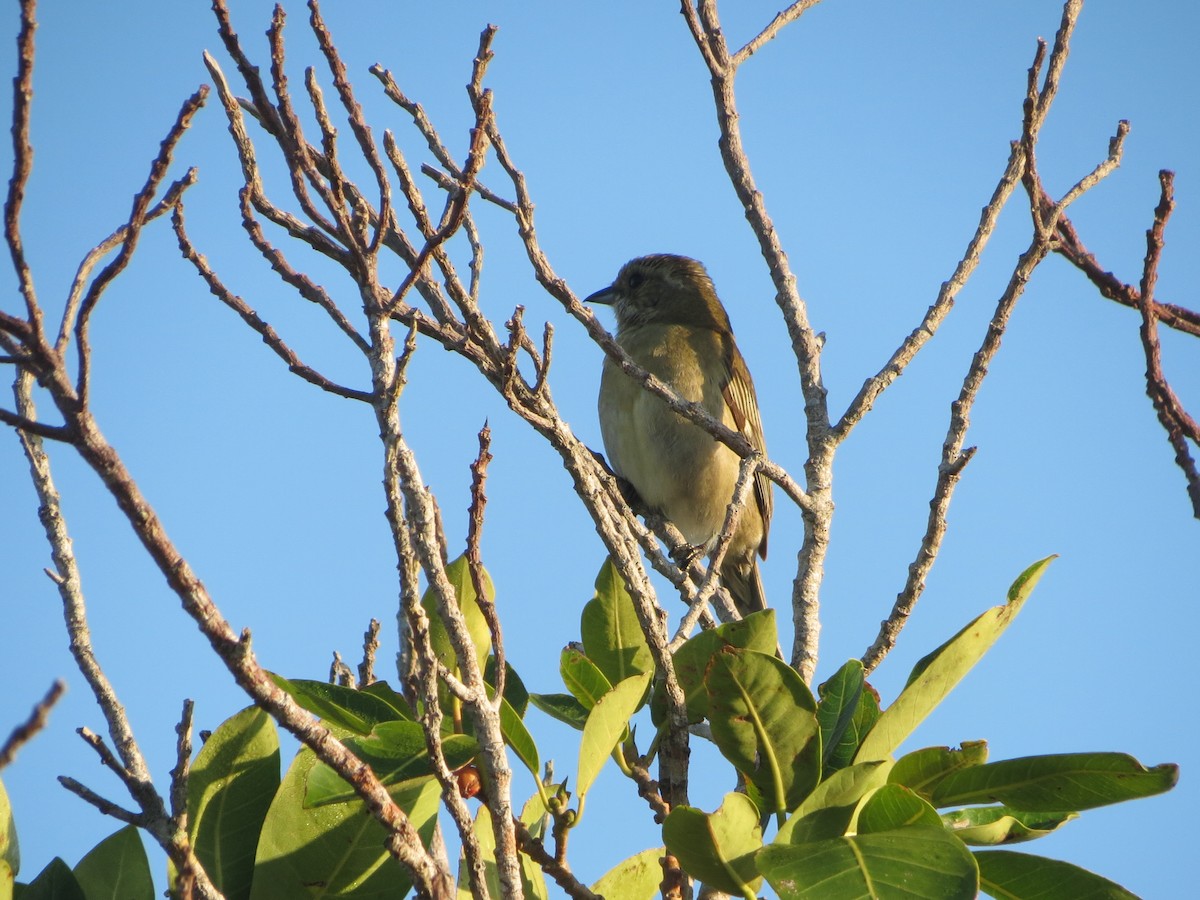 Western Spindalis - Delvis Toledo