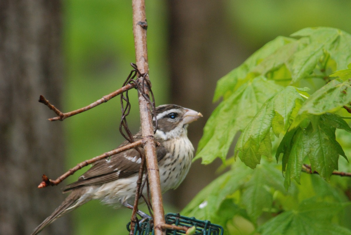 Rose-breasted Grosbeak - Sebastian Martinson