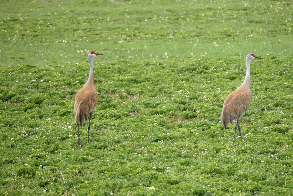 Sandhill Crane - ML618845895