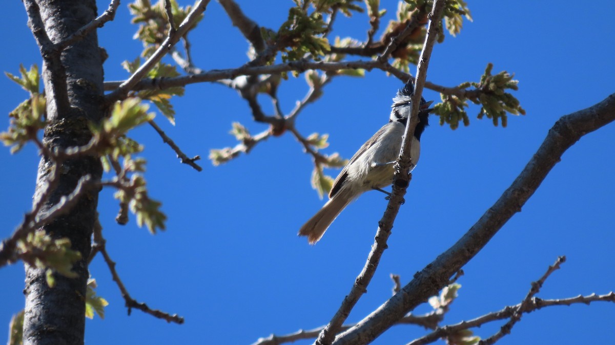 Bridled Titmouse - Anne (Webster) Leight