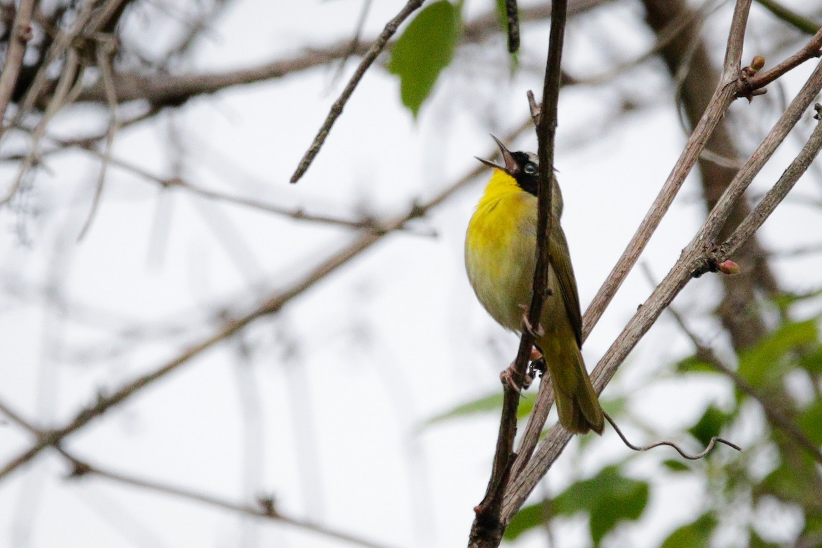 Common Yellowthroat - ML618845905