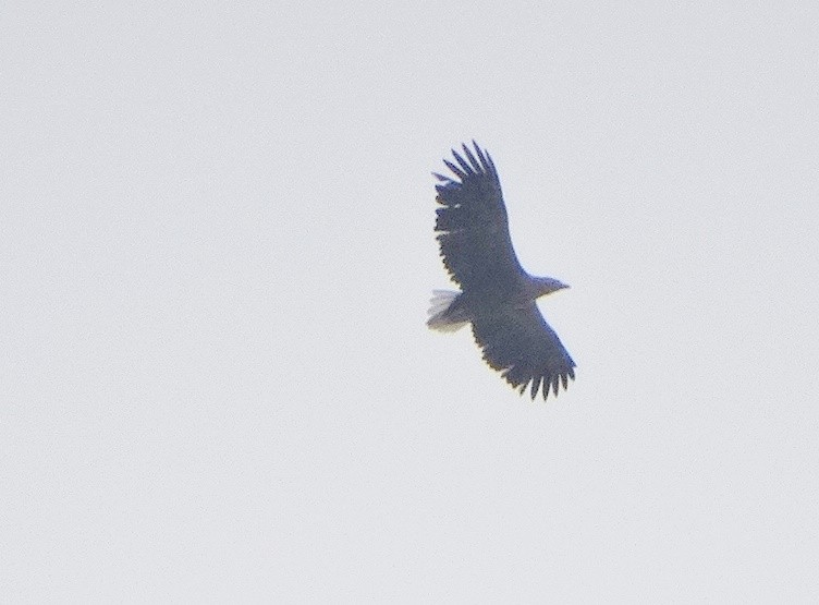 White-tailed Eagle - ML618845919