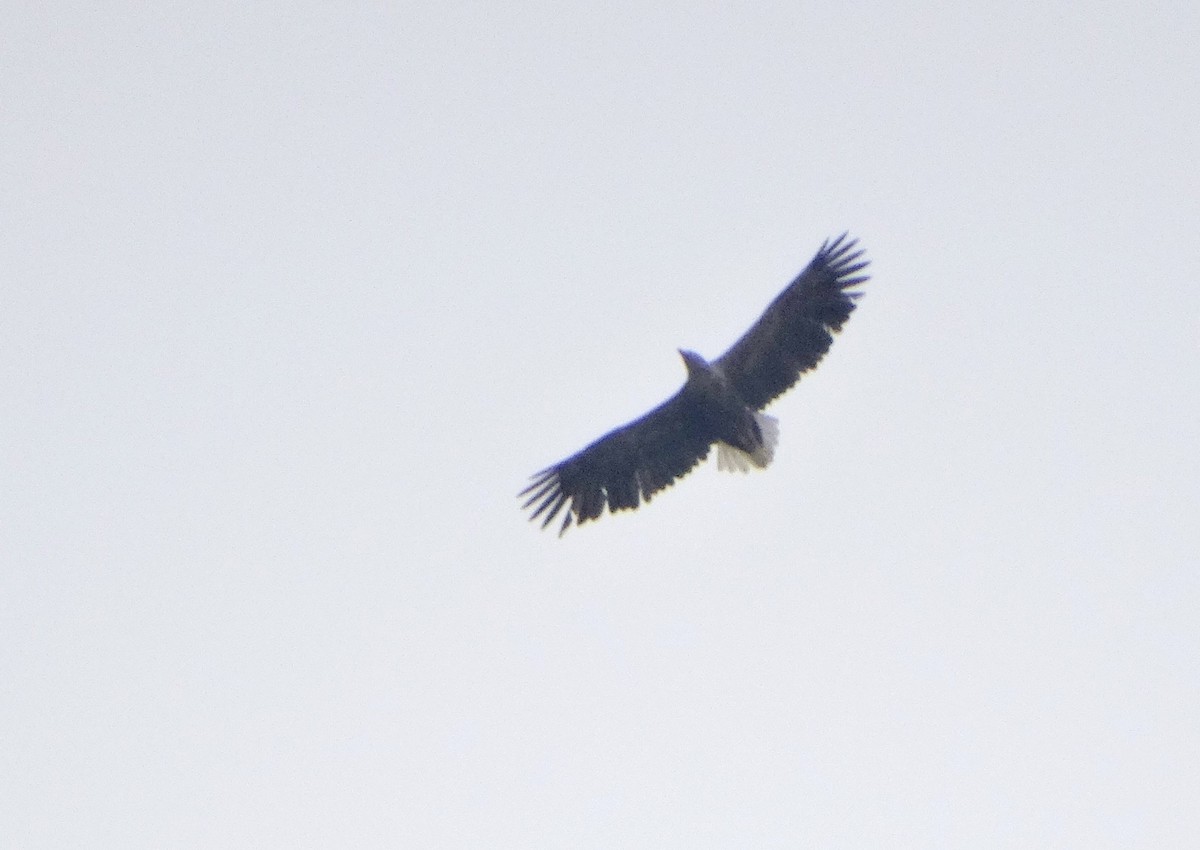 White-tailed Eagle - ML618845920