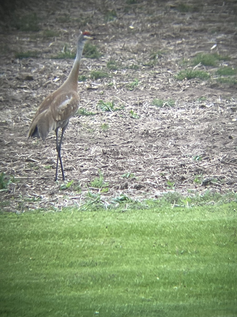 Sandhill Crane - Katrina Theisen