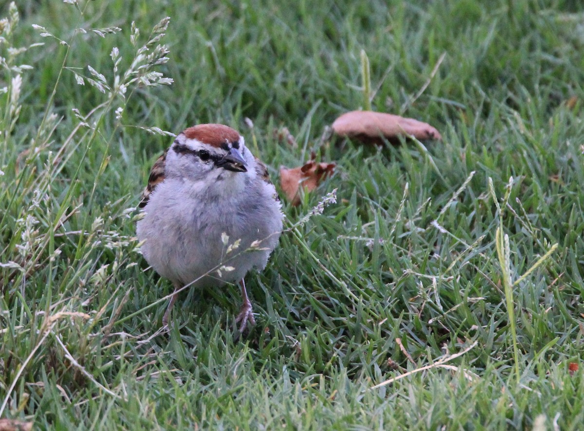 Chipping Sparrow - ML618845936