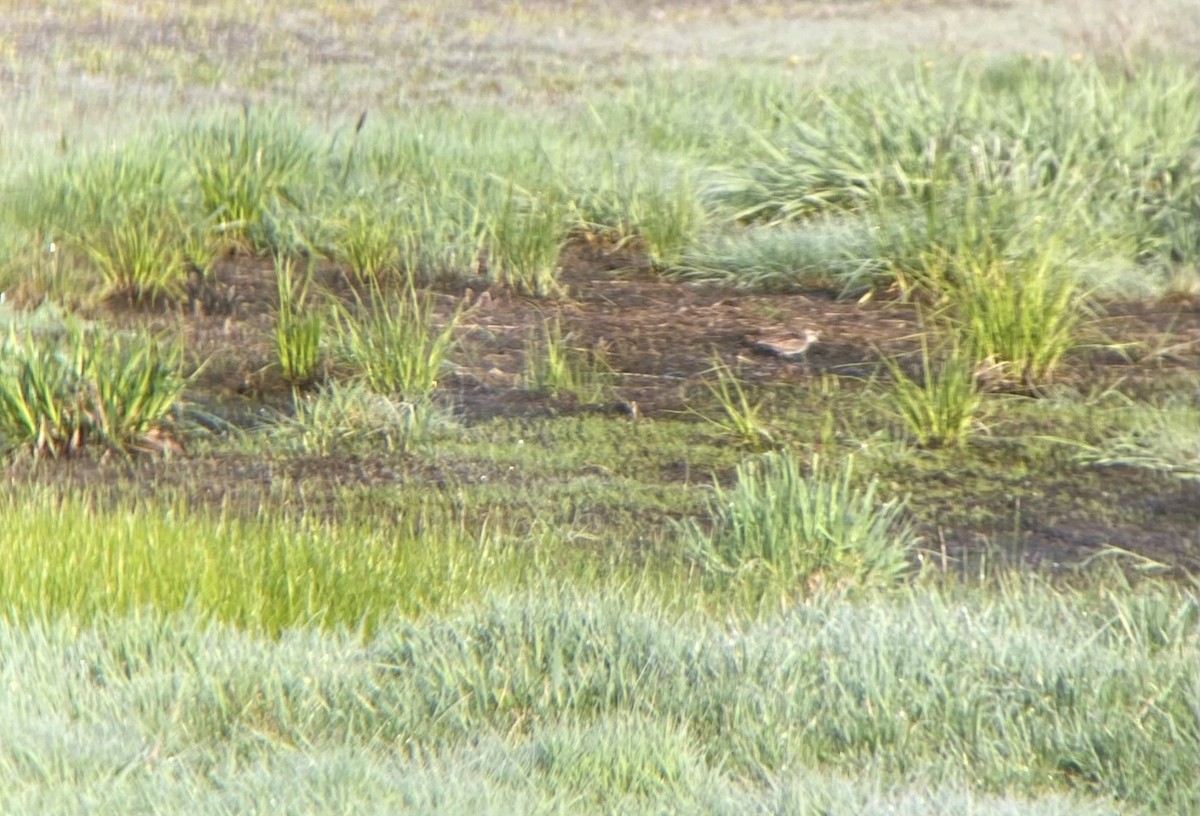 Least Sandpiper - Arnaud  Valade