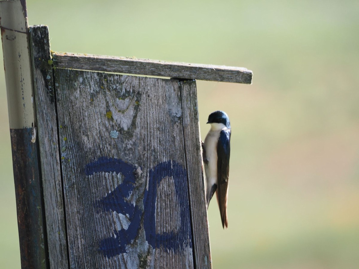 Tree Swallow - Kseniya Efremova