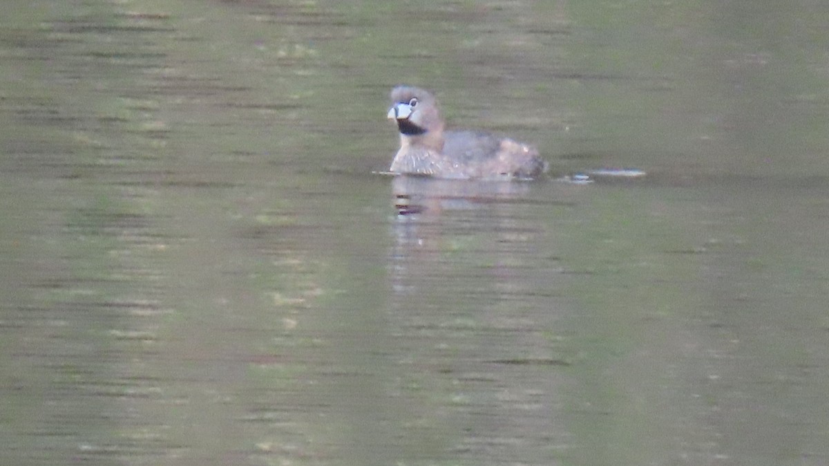 Pied-billed Grebe - Brian Nothhelfer