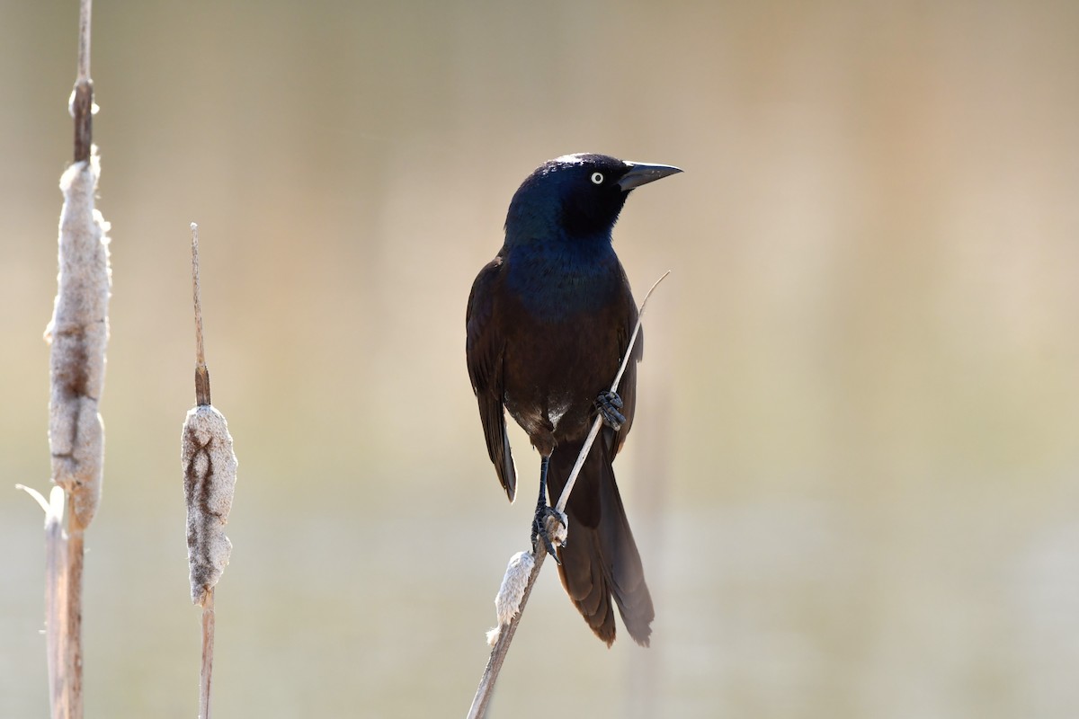 Common Grackle - ML618845991