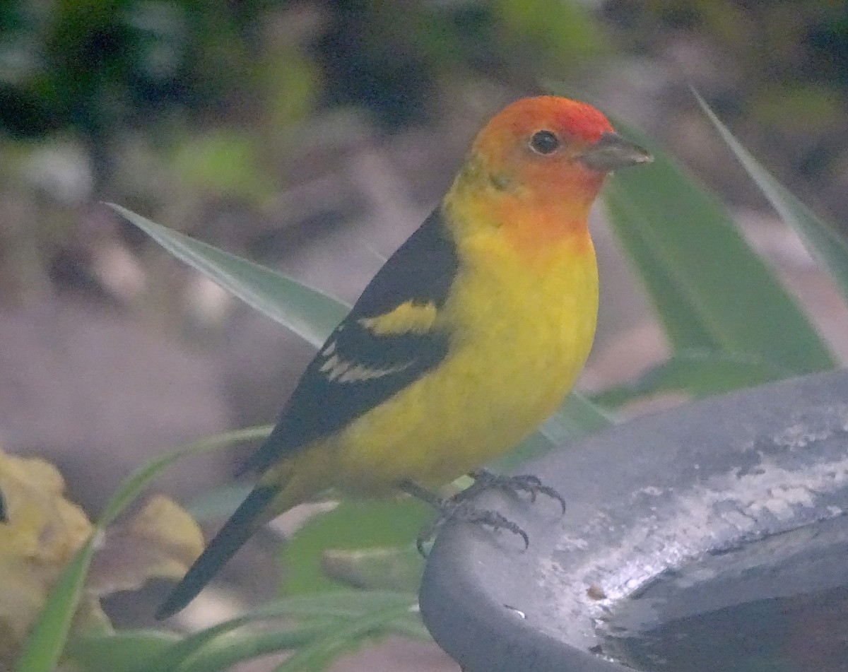 Western Tanager - ML618845994