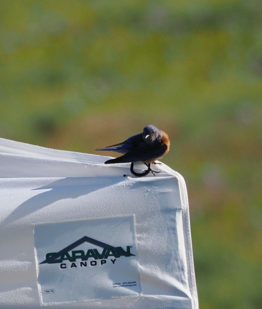 Western Bluebird - Kseniya Efremova