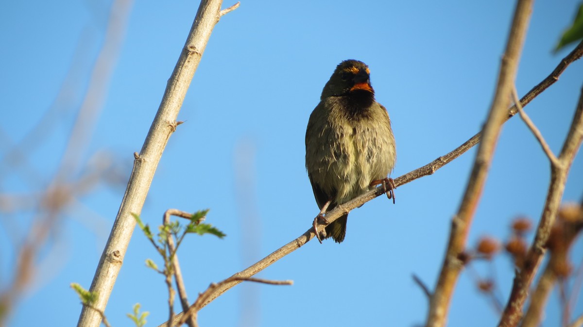 Yellow-faced Grassquit - ML618846005