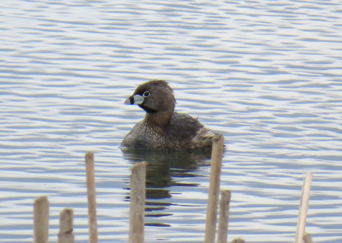 Pied-billed Grebe - Mike Chen