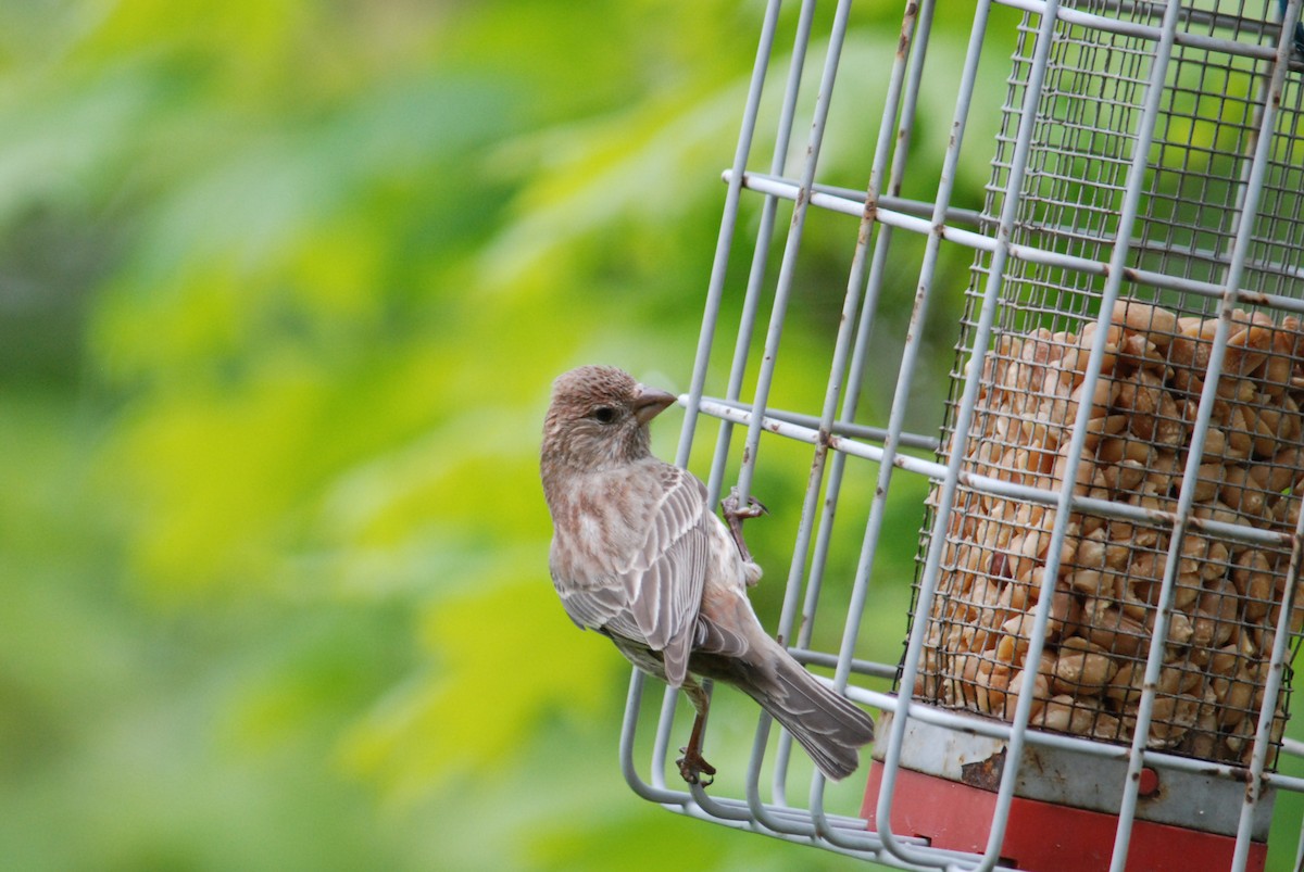 House Finch - Sebastian Martinson