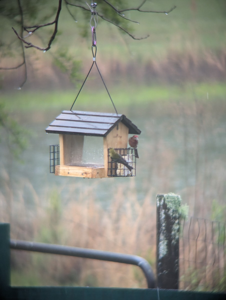 House Finch - Alisha Millican