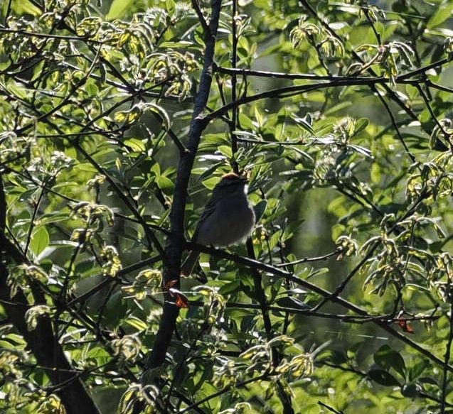 Chipping Sparrow - ML618846048