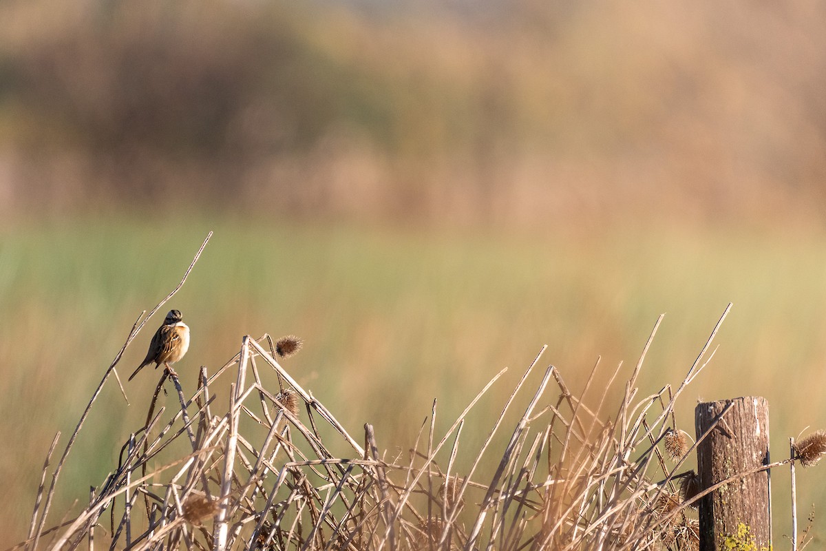 Rufous-collared Sparrow - Pablo Ramos