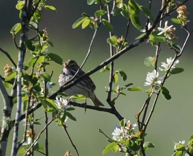 Savannah Sparrow - Kseniya Efremova