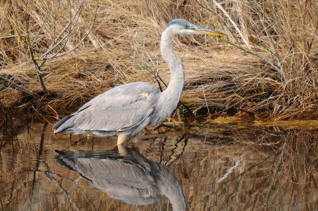 Great Blue Heron - Thomas P. LeBlanc