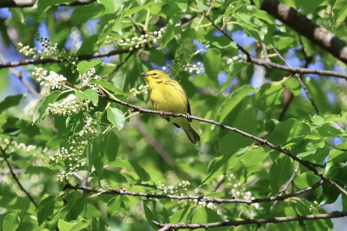 Prairie Warbler - Forrest Wickman